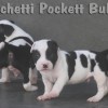 AMERICAN STAFFORDSHIRE TERRIER CINZA BLUE